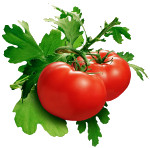 sweet tomatoes